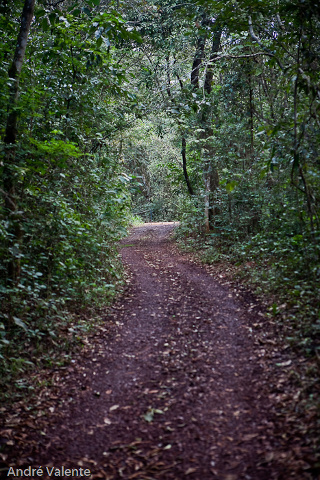 Instituto Inhotim